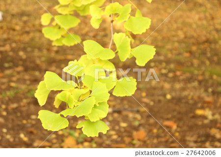 Ginkgo biloba 27642006