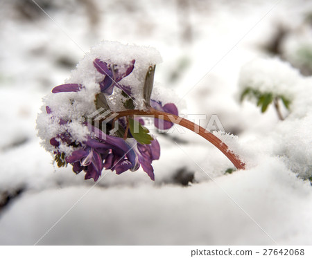 birthwort flowers in snow birthwort flowers in snow 27642068