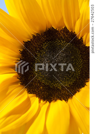 sunflower 27642503