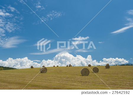 Grass roll Grass roll 27642592