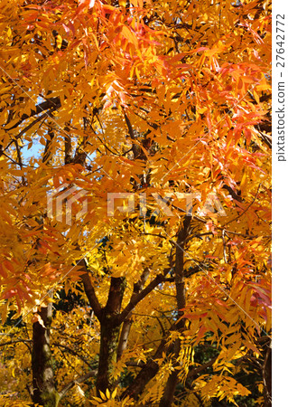 樹：鯉科 27642772