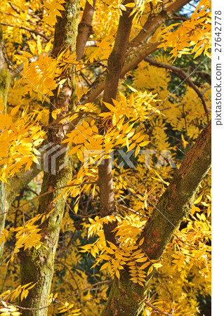 樹：鯉科 27642778