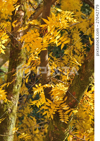 樹:鯉科 樹:鯉科 27642779