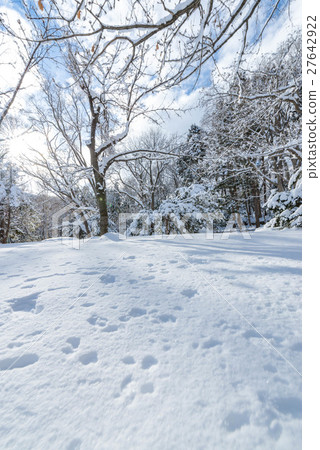 Winter scenery of Hokkaido Winter scenery of Hokkaido 27642922