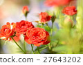 玫瑰	 27643202