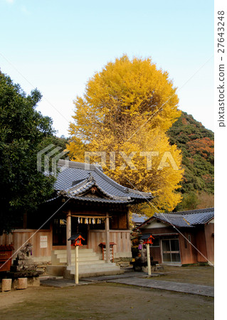 Daruma銀杏 27643248