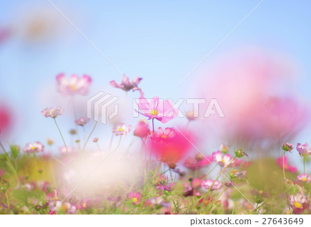 Cosmos of Higashiyama Park Cosmos of Higashiyama Park 27643649