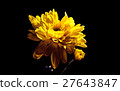 yellow mum Flower - black background  27643847