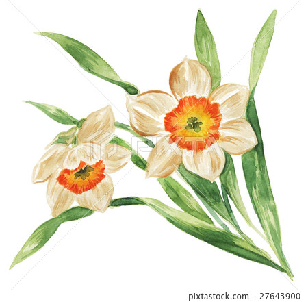 Daffodils 17118 pix 7 - Stock Illustration [27643900] - PIXTA