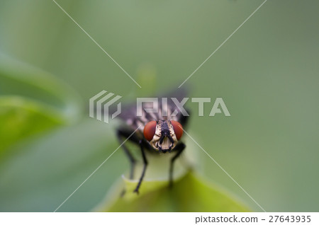 Fly on the leaf 27643935