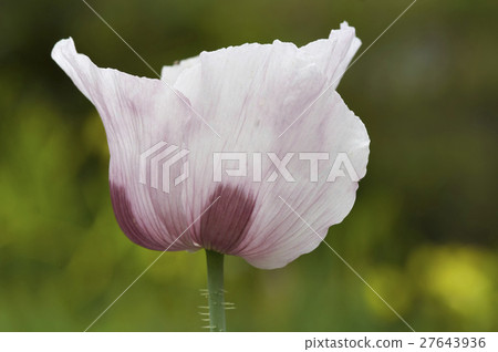 Poppy Poppy 27643936