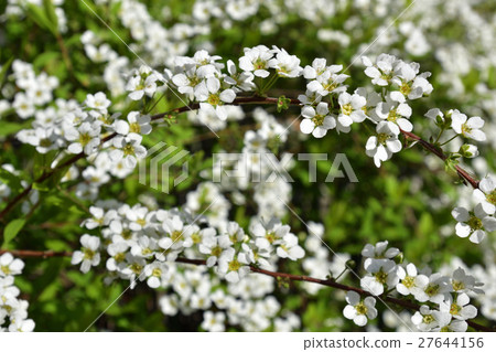 Hakkado Yukiyanagi Hakkado Yukiyanagi 27644156