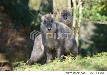 日本血統 27644381