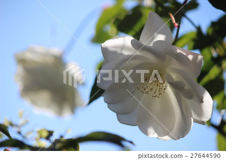 Rose Iceberg 27644590