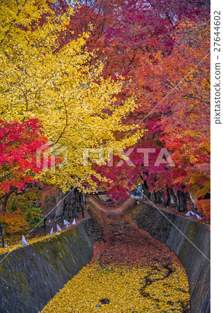 Beautiful colour trees at Maple corridor in autumn Beautiful colour trees at Maple corridor in autumn 27644602