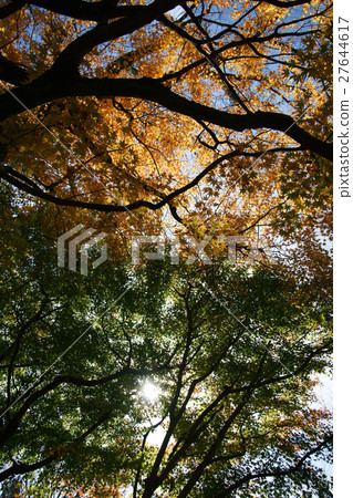 Ishikawa Forestry Experiment Station Autumn leaves of trees park Ishikawa Forestry Experiment Station Autumn leaves of trees park 27644617