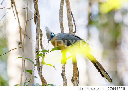 Crested coua bird (Coua cristata) Madagascar Crested coua bird (Coua cristata) Madagascar 27645556