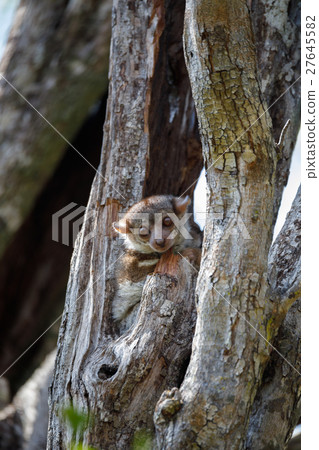 Ankarana sportive lemur, Madagascar 27645582