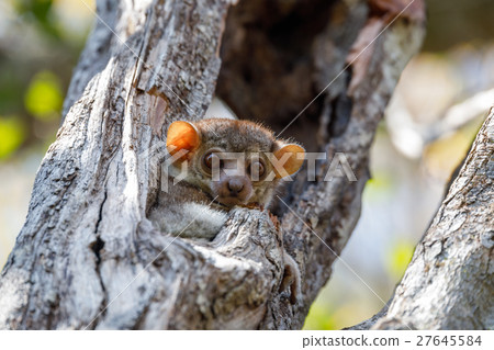 Ankarana sportive lemur, Madagascar 27645584