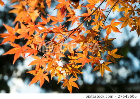 Late autumn Goto mountain bamboo temple Shikoku Shrine Plant 88th place Thirty-first Buddhist temple Late autumn Goto mountain bamboo temple Shikoku Shrine Plant 88th place Thirty-first Buddhist temple 27645606