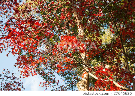 Late autumn Goto mountain bamboo temple Shikoku Shrine Plant 88th place Thirty-first Buddhist temple 27645620