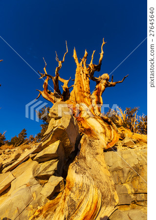 Ancient tree Ancient tree 27645640