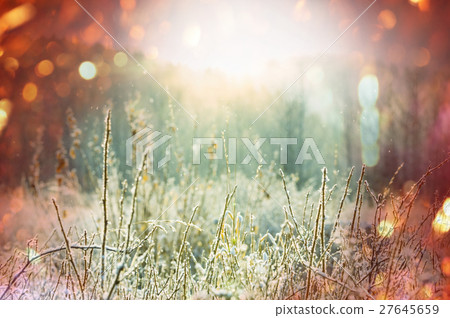 Frozen grass 27645659