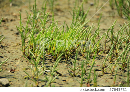 Salicornia europaea Salicornia europaea 27645781