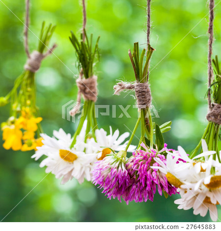 Healing herbs bunches. Focus on clover. 27645883
