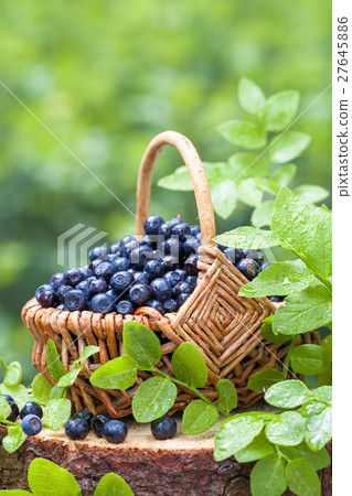 Basket with blueberries in summer forest 27645886