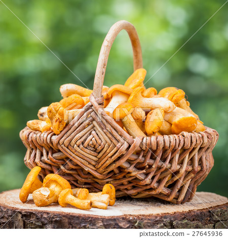Chanterelles in wicker basket on wooden stump 27645936