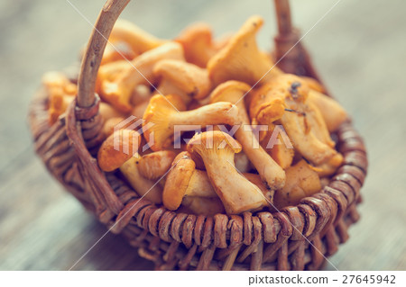 Chanterelles in basket. Selective focus.  27645942
