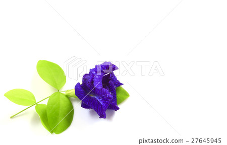 Butterfly Pea flower with leaves isolate. 27645945
