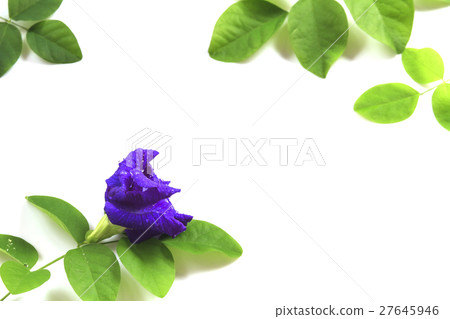 Butterfly Pea flower with leaves isolate. 27645946