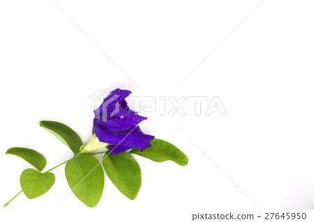 Butterfly Pea flower with leaves isolate. 27645950