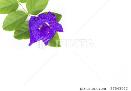 Butterfly Pea flower with leaves isolate. 27645952