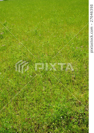 Spring background material · Spring grass and field plants filling the spring fields · Vertical position 27646398