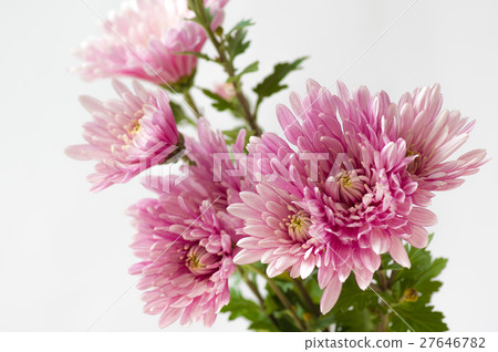 噴菊花 27646782