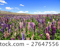  Lupine 27647556