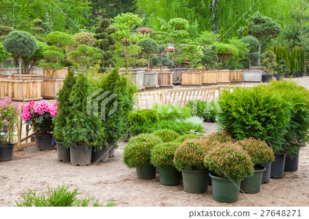 Cypresses plants in pots bonsai garden plants  27648271