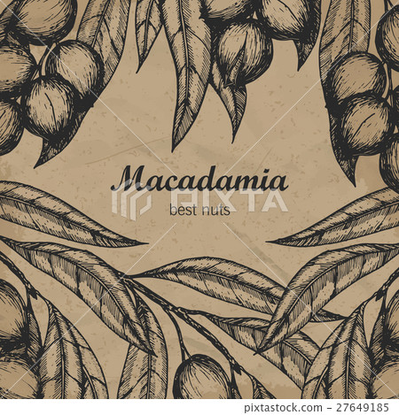 Macadamia branch design template. Engraving 27649185