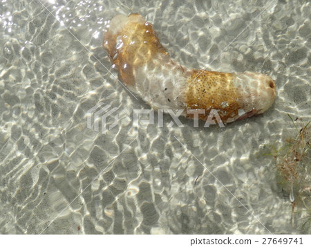 Phoenix aquarium 27649741