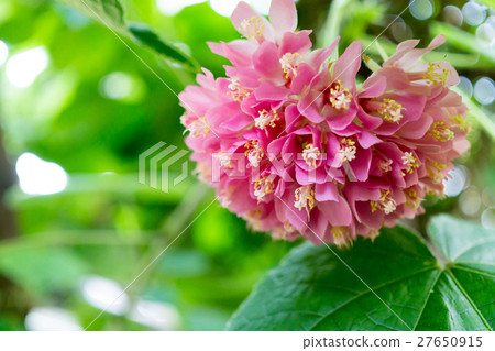 Don Beer Wolly 27650915