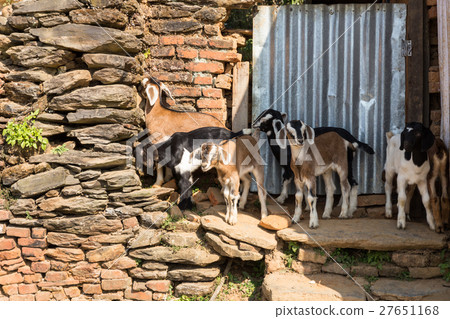 Several young goats standing near a stone wall 27651168