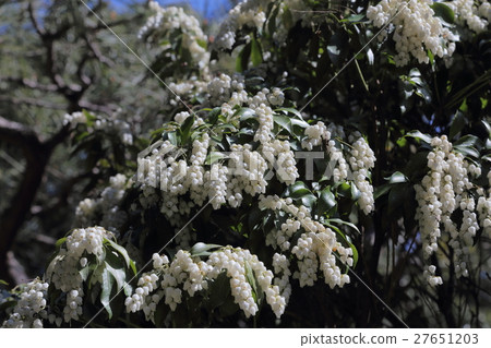 毛毛蟲樹 毛毛蟲樹 27651203