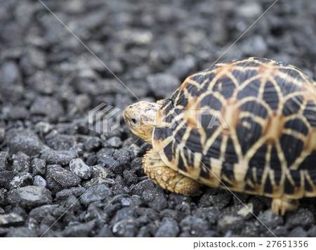 A turtle A turtle 27651356