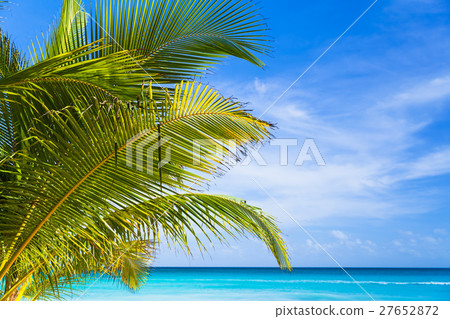 Palm leaves closeup photo Palm leaves closeup photo 27652872