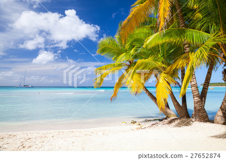 Coconut palms grow on sandy beach 27652874