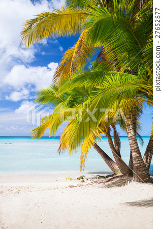 Coconut palms grow on white sandy beach 27652877