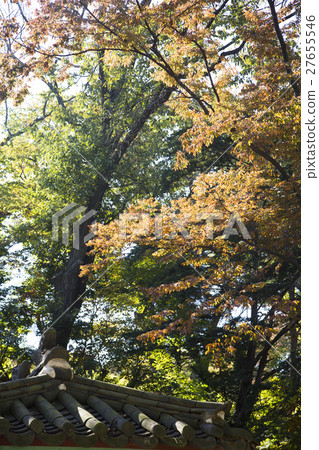 The scenery of Autumn 102 The scenery of Autumn 102 27655546